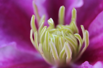 Fototapeta premium closeup of pink flower