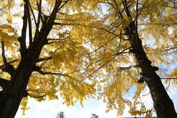 Obraz premium イチョウ並木