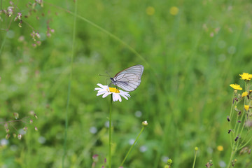 White butterfly sitting on a daisy flower