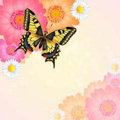 illustration of the swallowtail  on flowers