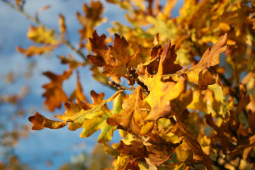 Trees in autumn