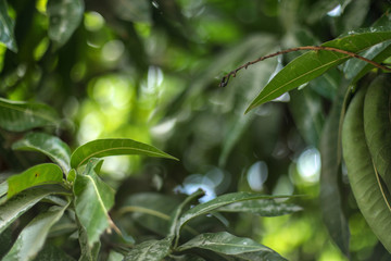 Beautiful mango tree leaf landscape with bokeh effect background