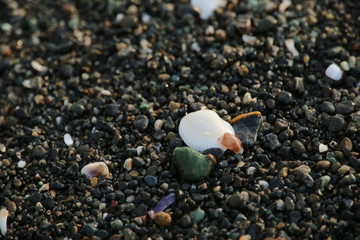 Fototapeta na wymiar 海岸に打ち上げられた貝殻