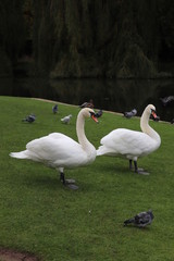 pair of swans