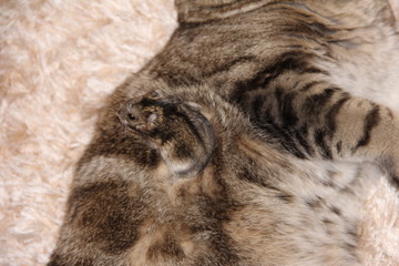 Scottish fold marble with Jungar hamster