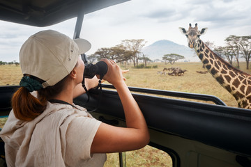 A woman on an African safari travels by car with an open roof and watching wild giraffes and...