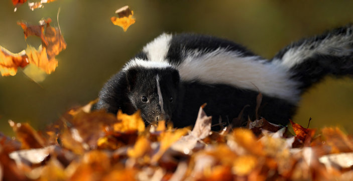 skunk in nature during autumn