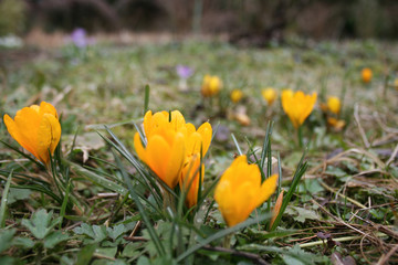 Crocuses