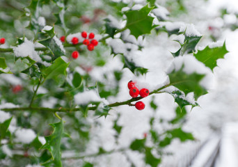 Soft Focus Winter Holly
