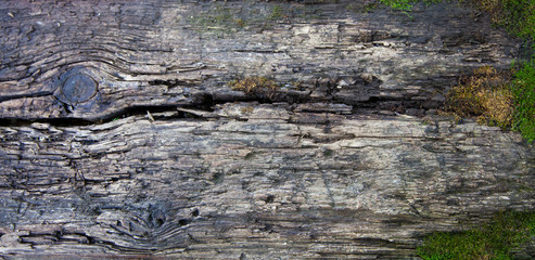 Old wooden Board covered with moss
