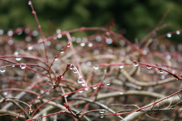 Drops on the branches