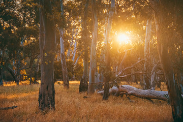 Eucalyptus forest at sunset