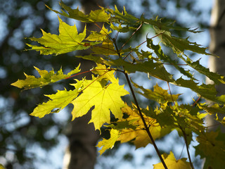 Sunlight through the Maple leaves on the outside nature background, soft focus