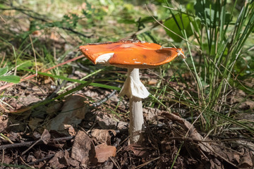 A variety of fly agaric. Not russula. False russula.