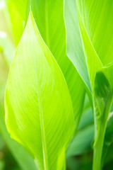 Closeup nature view of green leaf texture on blurred background with copy space. Natural and freshness concept.