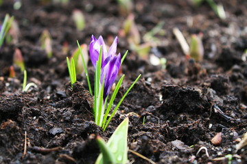 Purple crocuses