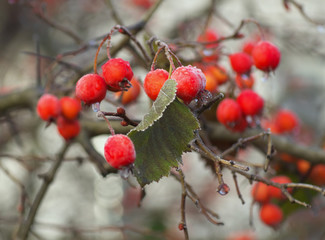 berry of hawthorn on branches, covered with hoarfrost.