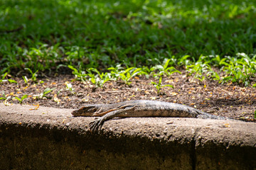 Monitor Lizard 