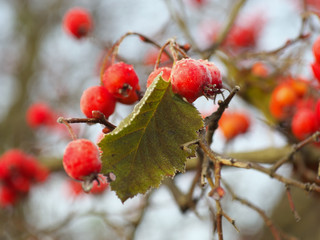 berry of hawthorn on branches, covered with hoarfrost.