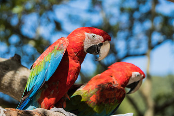 インコ