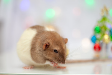 Rat sitting at colorful christmas decorations