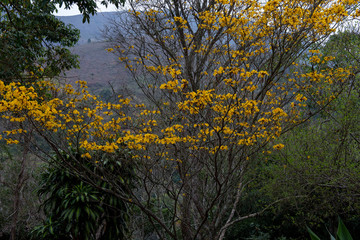 Yellow trumpet flowers on a tree in nature - tropical spring concept
