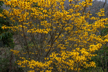 Yellow trumpet flowers on a tree in nature in Brazil. 