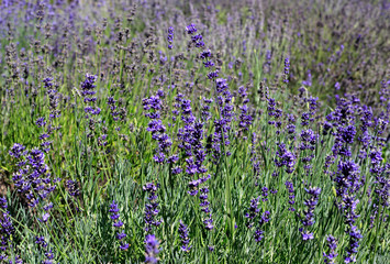 Naklejka premium Beautiful blooming lavender in sunny day, close-up nature background