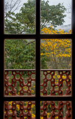 Flowers of the yellow trumpet flower viewed from a window.