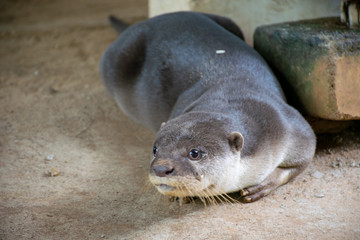 Otter