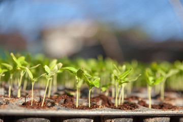 Vegetable plant on blurred background. Young plants in nursery plastic tray, Nursery vegetable farm. close up of seedling growing in black plastic tray.
