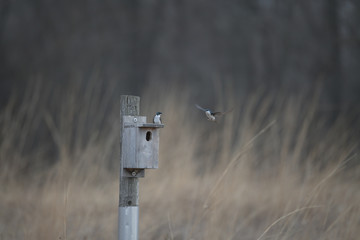 Swallows flying into feedbox in Michigan, USA