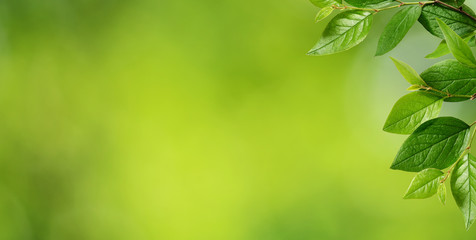 Corner with leaves on green background