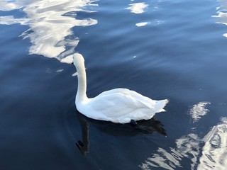 Swans on the lake