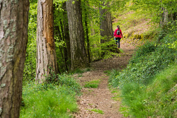 Un randonneur dans une forêt. Une personne marchant dans un sentier. Balade sur un chemin forestier. Une randonnée sur une route dans une forêt. Sentier dans le Morvan.