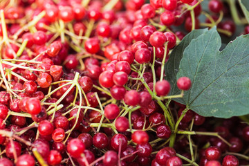 Viburnum berries with bunches