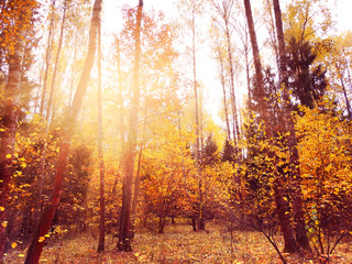 Obraz premium autumn landscape forest with yellow red leaves with sunny light beams