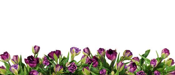 Purple peony tulip flowers in a bottom border