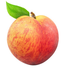 Isolated peach. Whole single peach fruit with leaf isolated on white background with clipping path