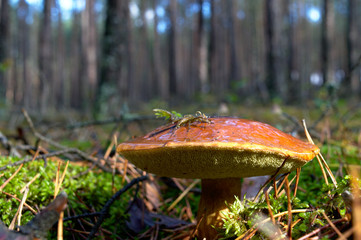 Bay bolete (Imleria badia) an edible, pored mushroom in green moss in polish forest. Mushrooming in...