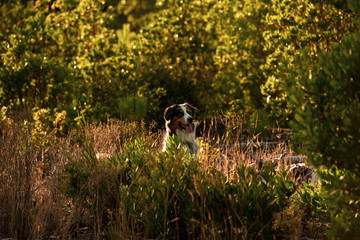 Australian Shepard in pinenwood france