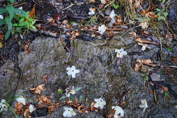 Wet, slippery rock with debris from flowers and leaves.