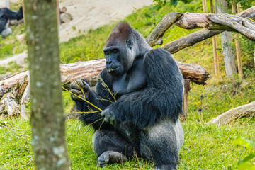 Naklejka premium Gorilla