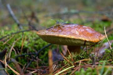 Bay bolete (Imleria badia) an edible, pored mushroom in green moss in polish forest. Mushrooming in autumn sunny day. Close-up