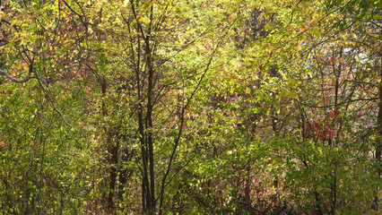 Autumn colorful sketching background