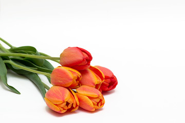 Bouquet of red tulips isolated on white background. Top view. Close-up.
