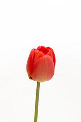 One red tulip isolated on white background. Top view. Close-up.