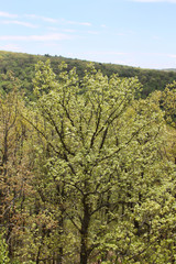 Fototapeta premium View for miles into the woods of Pennsylvania.
