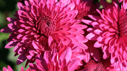 Chrysanthemum in garden