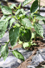 Large green pepper on the plant. Organic food.